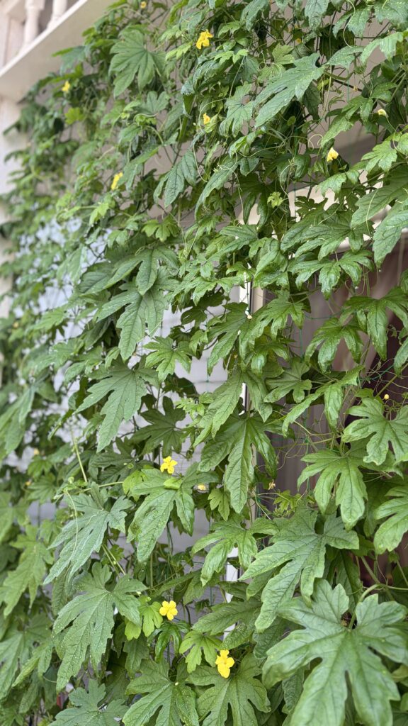 ゴーヤ　ガーデニング　暮らし　豊か　心　整理収納　家事シェア　片付け　鈴木　ゆり　菜園　ベランダ菜園　バルコニー　簡単　初心者　クールビズ　緑のカーテン　作り方　#GreenCurtain
#Goya
#BitterMelon
#GreenLiving
#SustainableLiving
#EcoFriendlyLiving
#JapaneseLifestyle
#LifeInJapan
#SummerInJapan
#MindfulLiving
#SlowLiving
#FamilyLife
#LearningAtHome
#UrbanGardening
#PlantLover
#GreenThumb