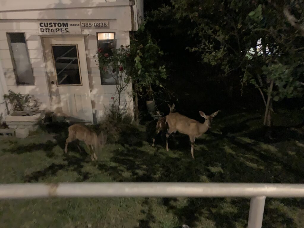 カナダ　エンプレス　ハイティ　アフタヌーンティ　鈴木　ゆり　　バンクーバー　ビクトリア　ウィスラー　旅行　ブログ　フェアモント　アビゲイル　Abigail The tea of Victoria fairmont empress 起業女子　ラジオ　片付け　お片づけサロン　ブログ　インテリア